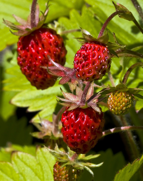 Fragaria vesca `Ruegen Selecta`